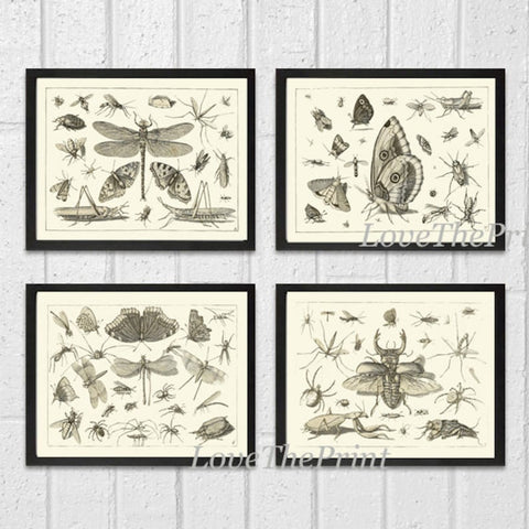 Dragonfly Butterflies Wall Art Set of 4 Prints Beautiful Antique Vintage Garden Insect Illustration Black and White Home Decor to Frame DI
