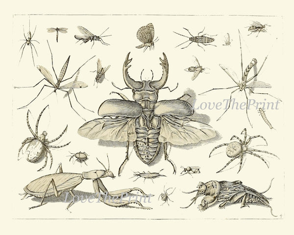 Dragonfly Butterflies Wall Art Set of 4 Prints Beautiful Antique Vintage Garden Insect Illustration Black and White Home Decor to Frame DI