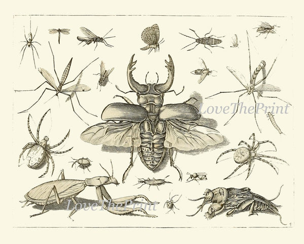 Dragonfly Butterflies Beetle Garden Insects Wall Art Set of 12 Prints Beautiful Antique Vintage Black and White Home Room Decor to Frame DI