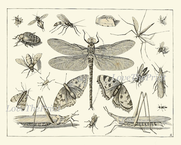 Dragonfly Butterflies Beetle Garden Insects Wall Art Set of 6 Prints Beautiful Antique Vintage Black and White Home Room Decor to Frame DI