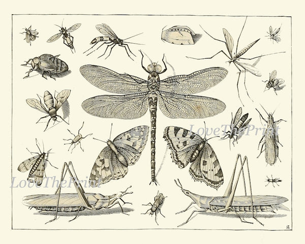 Dragonfly Butterflies Wall Art Set of 4 Prints Beautiful Antique Vintage Garden Insect Illustration Black and White Home Decor to Frame DI