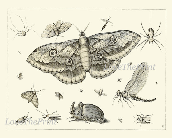 Dragonfly Butterflies Beetle Garden Insects Wall Art Set of 6 Prints Beautiful Antique Vintage Black and White Home Room Decor to Frame DI