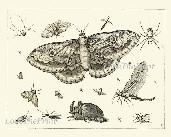 Dragonfly Butterflies Beetle Garden Insects Wall Art Set of 12 Prints Beautiful Antique Vintage Black and White Home Room Decor to Frame DI