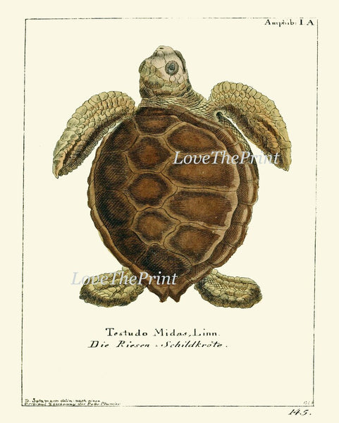 Turtle Wall Art Print Set of 4 Beautiful Antique Vintage Turtles Science Scientific Illustration Nature Picture Home Room Decor to Frame GND