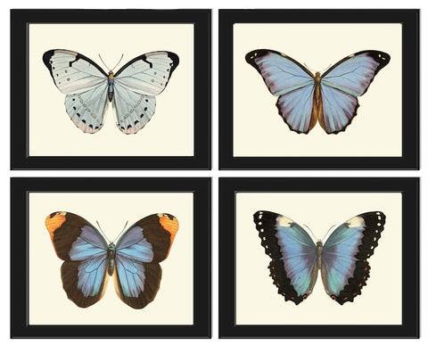 Blue Butterfly Wall Art Set of 4 Prints Beautiful Antique Vintage Pretty Butterfly Chart Interior Design Decoration Home Decor to Frame LPH