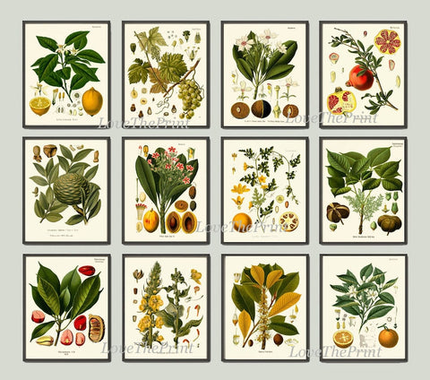 Tropical Fruit Botanical Wall Art Set of 12 Prints Beautiful Antique Vintage Lemon Orange Pomegranate Grapes Home Room Decor to Frame KOH