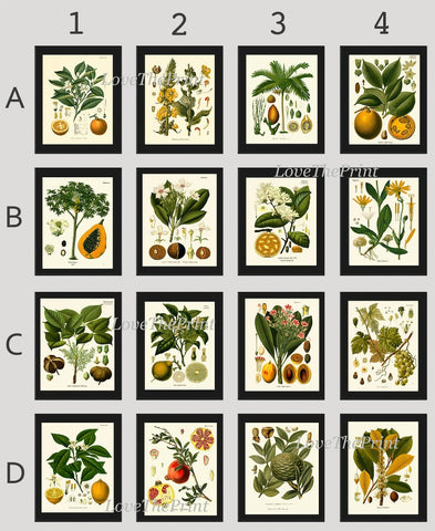 Botanical Fruit Spices Wall Art Set of 16 Prints Beautiful Vintage Lemon Orange Papaya Pomegranate Lime Grapes Plant Home Decor to Frame KOH