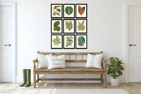 Leaf Botanical Prints Wall Art Set of 9 Beautiful Antique Vintage Garden Plant Leaves Green Outdoor Nature Home Room Decor to Frame LEJ