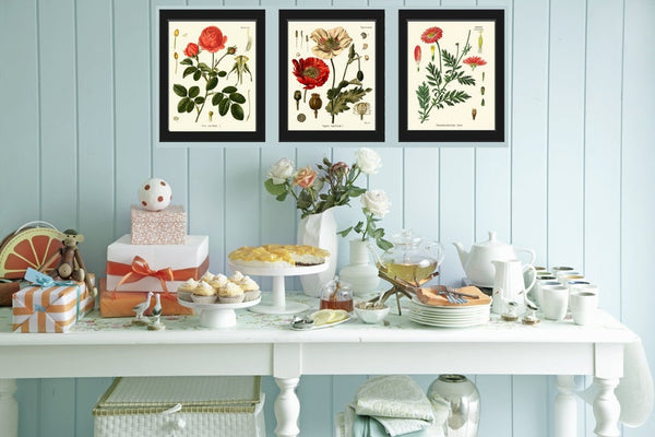 Red Poppy Roses Marguerite Daisy Botanical Wall Art Set of 3 Prints Beautiful Antique Vintage Flowers Poster Home Room Decor to Frame KOH