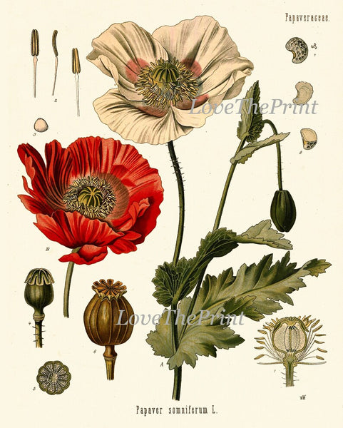Botanical Wall Art Set of 12 Prints Beautiful Antique Vintage Red Poppy Roses Dandelion Hollyhock Flower Poster Home Room Decor to Frame KOH