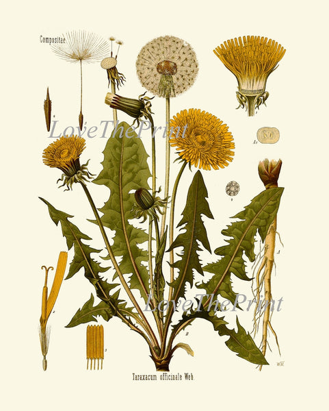 Botanical Wall Art Set of 12 Prints Beautiful Antique Vintage Red Poppy Roses Dandelion Hollyhock Flower Poster Home Room Decor to Frame KOH