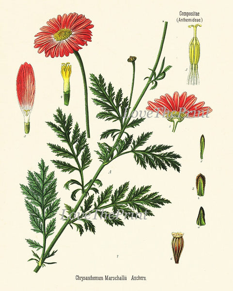 Botanical Wall Art Set of 12 Prints Beautiful Antique Vintage Red Poppy Roses Dandelion Hollyhock Flower Poster Home Room Decor to Frame KOH