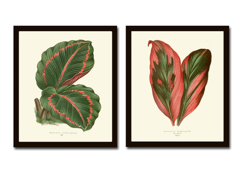 Leaf Botanical Prints Wall Art Set of 2 Beautiful Antique Vintage Garden Plant Leaves Green Outdoor Nature Home Room Decor to Frame LEJ