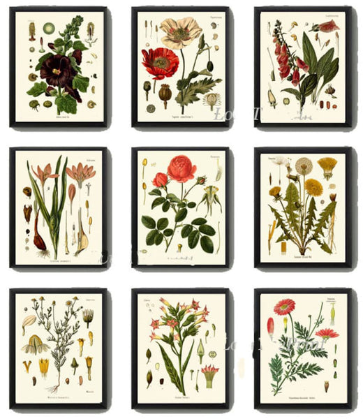 Red Poppy Roses Dandelion Hollyhock Botanical Wall Art Set of 9 Prints Beautiful Antique Vintage Flower Poster Home Room Decor to Frame KOH