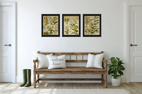 Wildflower Daisy Botanical Wall Art Set of 3 Prints Beautiful Antique Vintage Flowers Farmhouse Cottage Home Room Decor to Frame BNF