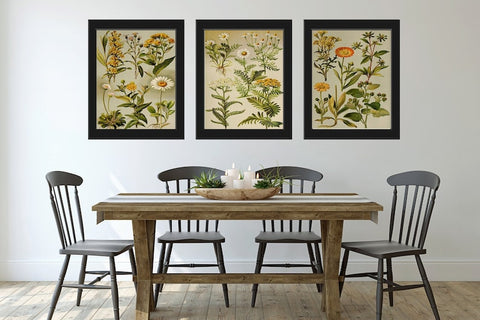 Wildflower Daisy Botanical Wall Art Set of 3 Prints Beautiful Antique Vintage Flowers Farmhouse Cottage Home Room Decor to Frame BNF