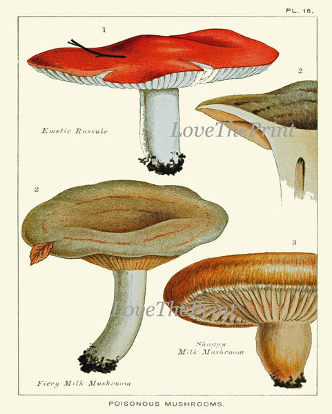 Vintage Mushroom Botanical Wall Art Set of 9 Prints Beautiful Antique Kitchen Dining Room Forest Nature Rustic Home Decor to Frame EDM