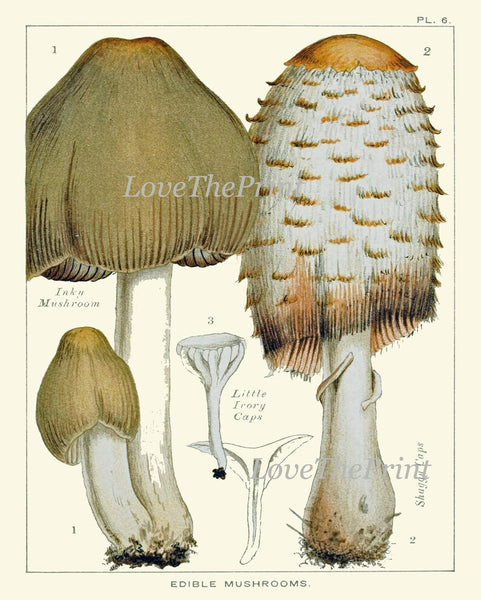 Vintage Mushroom Botanical Wall Art Set of 9 Prints Beautiful Antique Kitchen Dining Room Forest Nature Rustic Home Decor to Frame EDM