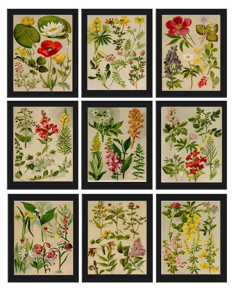 Wildflower Botanical Prints Wall Art Set of 9 Beautiful Antique Vintage Country Field Outdoor Nature Farmhouse Home Room Decor to Frame BNF