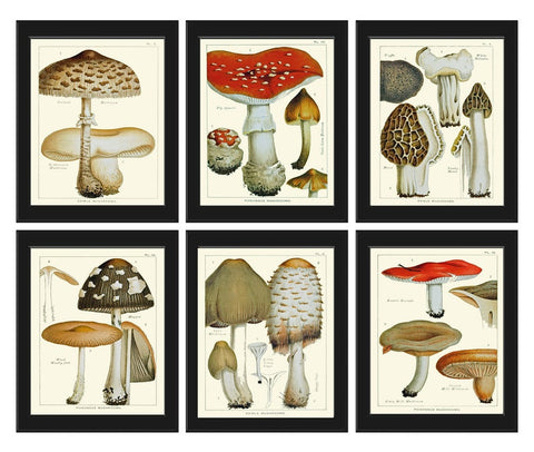 Vintage Mushroom Botanical Wall Art Set of 6 Prints Beautiful Antique Kitchen Dining Room Farmhouse Nature Picture Home Decor to Frame EDM