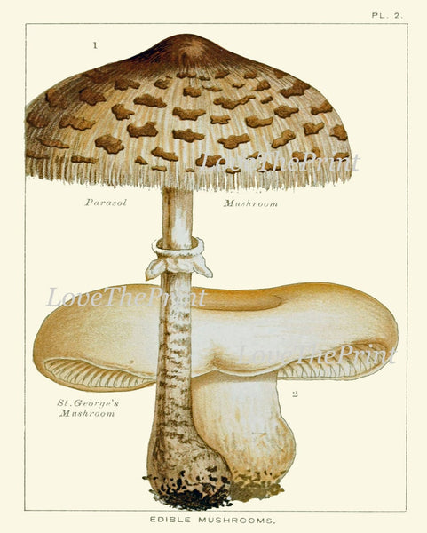 Vintage Mushroom Botanical Wall Art Set of 9 Prints Beautiful Antique Kitchen Dining Room Forest Nature Rustic Home Decor to Frame EDM