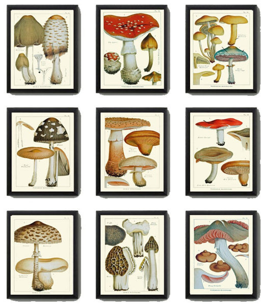 Vintage Mushroom Botanical Wall Art Set of 9 Prints Beautiful Antique Kitchen Dining Room Forest Nature Rustic Home Decor to Frame EDM