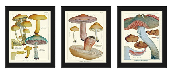 Mushroom Print Set of 3 Prints Antique Botanical Art Posters Giclee Illustration Kitchen Wall Art Beautiful Vintage Home Decor to Frame EDM