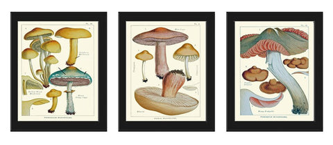Mushroom Print Set of 3 Prints Antique Botanical Art Posters Giclee Illustration Kitchen Wall Art Beautiful Vintage Home Decor to Frame EDM