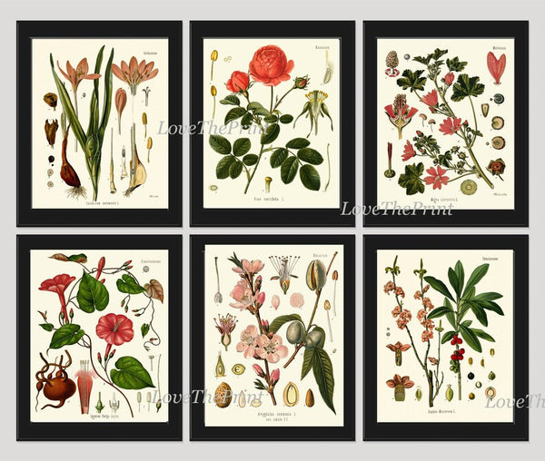 Botanical Wall Art Set of 6 Prints Beautiful Antique Vintage Red Pink Flowers Blooming Almond Roses Garden Home Room Decor to Frame KOH