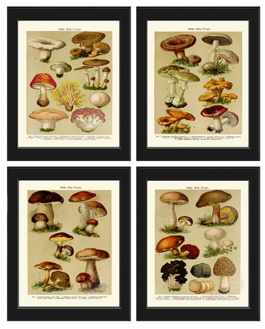 Vintage Mushrooms Botanical Prints Wall Art Set of 4 Beautiful Antique Kitchen Dining Room Farmhouse Cottage Home Decor to Frame BNF