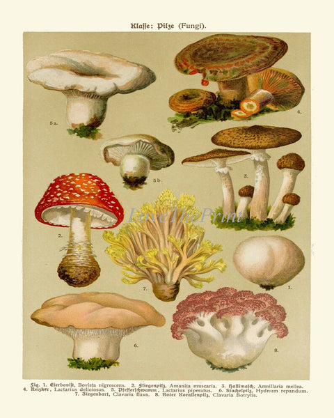 Vintage Mushrooms Botanical Prints Wall Art Set of 4 Beautiful Antique Kitchen Dining Room Farmhouse Cottage Home Decor to Frame BNF