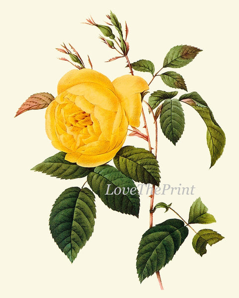 Vintage Botanical Wall Art Set of 6 Prints Beautiful Antique Yellow Rose Daisy Iris Garden Nature Plants Illustration Home Decor to Frame RE