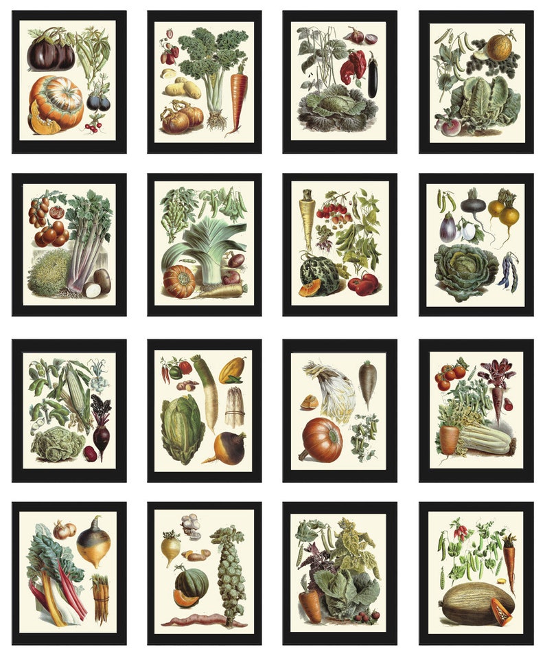 Vintage Vegetable Print Botanical Wall Art Set of 16 Beautiful Antique Tomato Carrot Cabbage French Garden Collection Home Decor to Frame LP