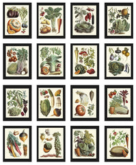 Vintage Vegetable Print Botanical Wall Art Set of 16 Beautiful Antique Tomato Carrot Cabbage French Garden Collection Home Decor to Frame LP