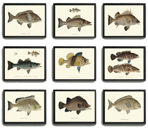 Vintage Fish Wall Art Set of 9 Prints Beautiful Antique Fishes Fishing Cabin Rustic Lake River Outdoor Nature Rustic Home Decor to Frame FJ