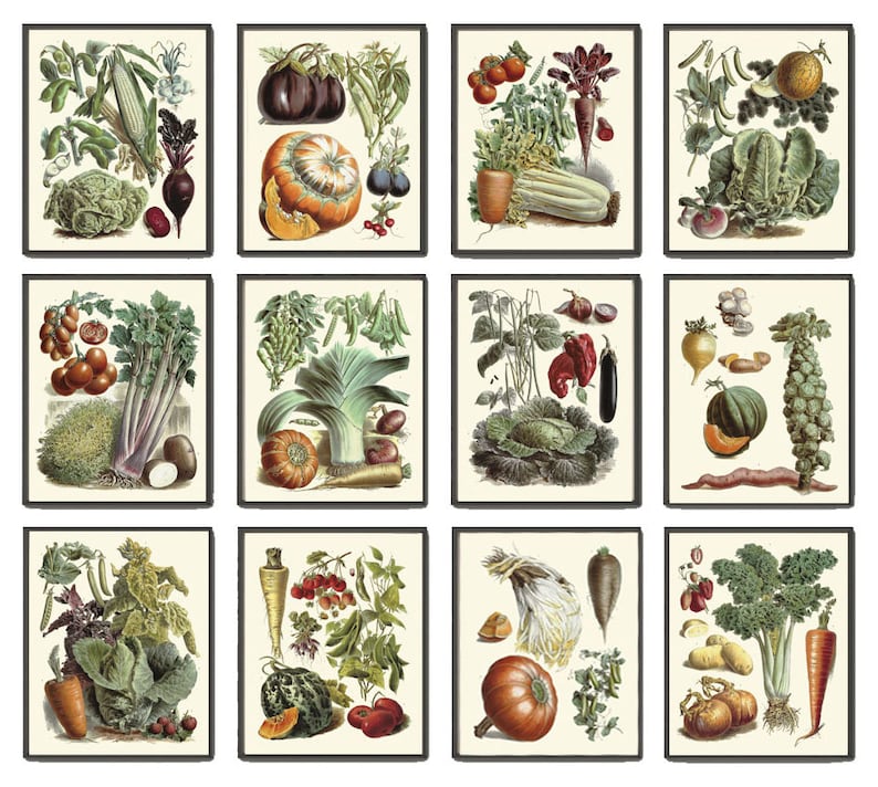 Vegetable Wall Art Print Botanical Set of 12 Beautiful Antique Vintage French Garden Kitchen Dining Room Gardening Home Decor to Frame LP