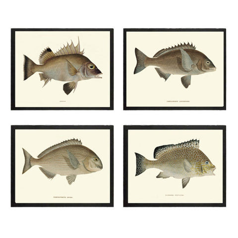 Vintage Fish Wall Art Set of 4 Prints Beautiful Antique Sea Ocean Beach Lake House Cabin Decoration Bathroom Office Home Decor to Frame FJ