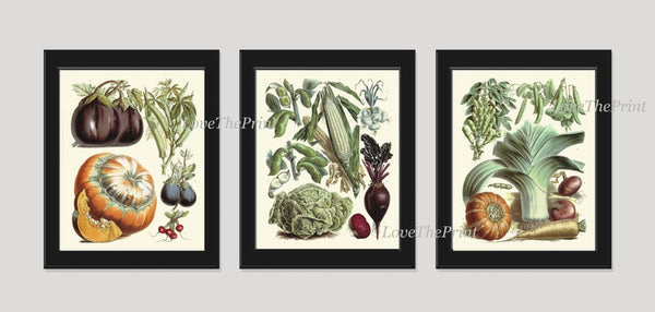 Antique Vegetable Garden Plants Botanical Wall Art Set of 3 Prints Beautiful Vintage Corn Cabbage Pumpkin Beets Home Room Decor to Frame LP