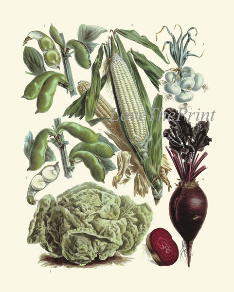 Antique Vegetable Garden Plants Botanical Wall Art Set of 3 Prints Beautiful Vintage Corn Cabbage Pumpkin Beets Home Room Decor to Frame LP