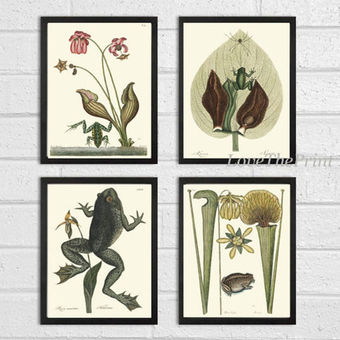 Vintage Frog Wall Art Set of 4 Prints Beautiful Antique Lake River Frogs Aquatic Plants Flowers Green Nature Home Room Decor to Frame MCT