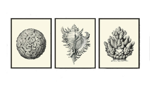 Vintage Corals Shell Wall Art Set of 3 Prints Beautiful Black and White Illustration Sea Ocean Coastal Bathroom Home Decor to Frame PRI