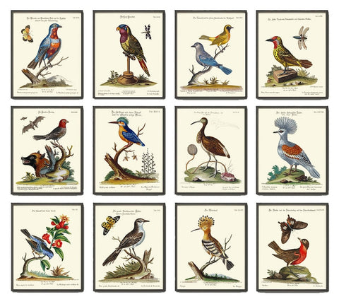 Vintage Bird Wall Art Print Set of 12 Beautiful Antique Large Bird Gallery Interior Design Designer Decoration Home Room Decor to Frame MCT