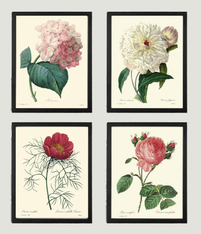 White Red Peony Rose Hydrangea Botanical Wall Art Set of 4 Prints Beautiful Antique Vintage Flowers Floral Interior Home Decor to Frame REDT