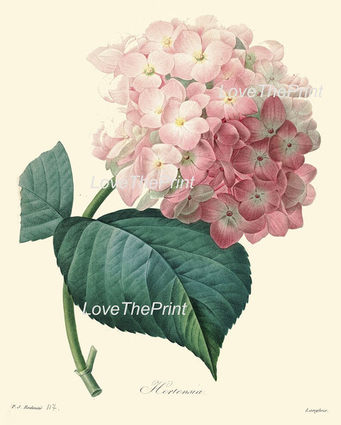 White Red Peony Rose Hydrangea Botanical Wall Art Set of 4 Prints Beautiful Antique Vintage Flowers Floral Interior Home Decor to Frame REDT