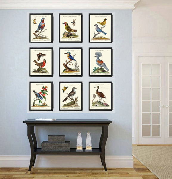 Vintage Bird Wall Art Gallery Set of 9 Prints Beautiful Antique Butterflies Blue Red Yellow Illustration Book Plate Home Decor to Frame MCT