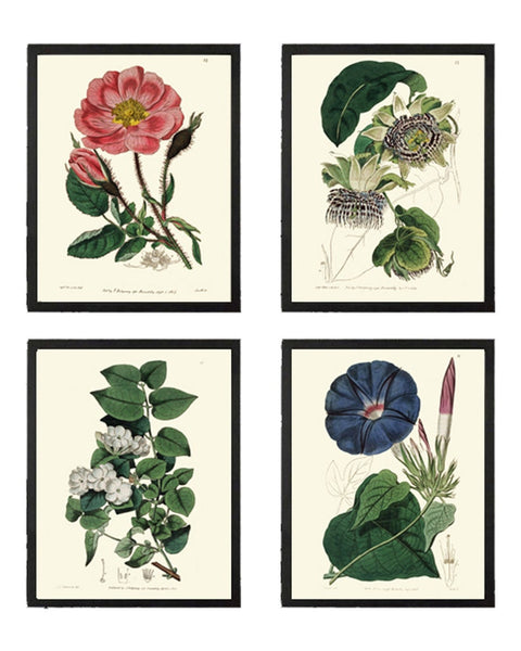 Botanical Print Set of 4 Prints Beautiful Antique Wall Art Rose Passion Flower Jasmin Blue Morning Glory Flowers Home Decor to Frame ED