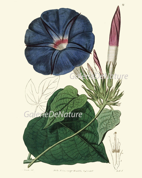 Botanical Print Set of 4 Prints Beautiful Antique Wall Art Rose Passion Flower Jasmin Blue Morning Glory Flowers Home Decor to Frame ED