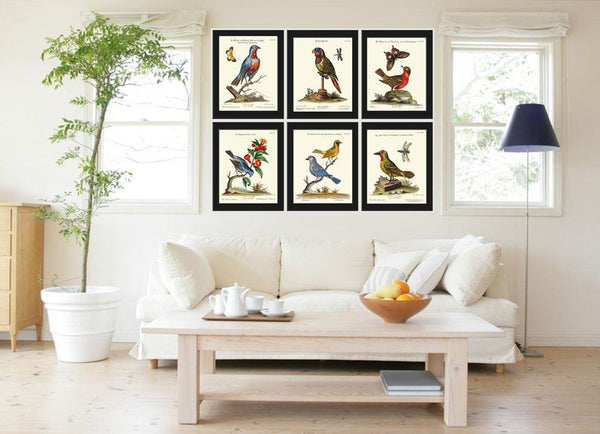 Beautiful Bird Wall Art Print Set of 6 Prints Antique Butterflies Dragonfly Blue Red Vintage Illustration Picture Home Decor to Frame MCT