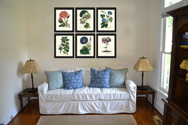 Botanical Flowers Wall Art Set of 6 Prints Beautiful Antique Vintage Rose Phlox Jasmine Passion Flower Morning Glory Home Decor to Frame ED