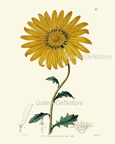 Botanical Prints Wall Art Set of 9 Beautiful Antique Vintage Phlox Rose Blue Morning Glory Yellow Daisy Floral Home Room Decor to Frame ED